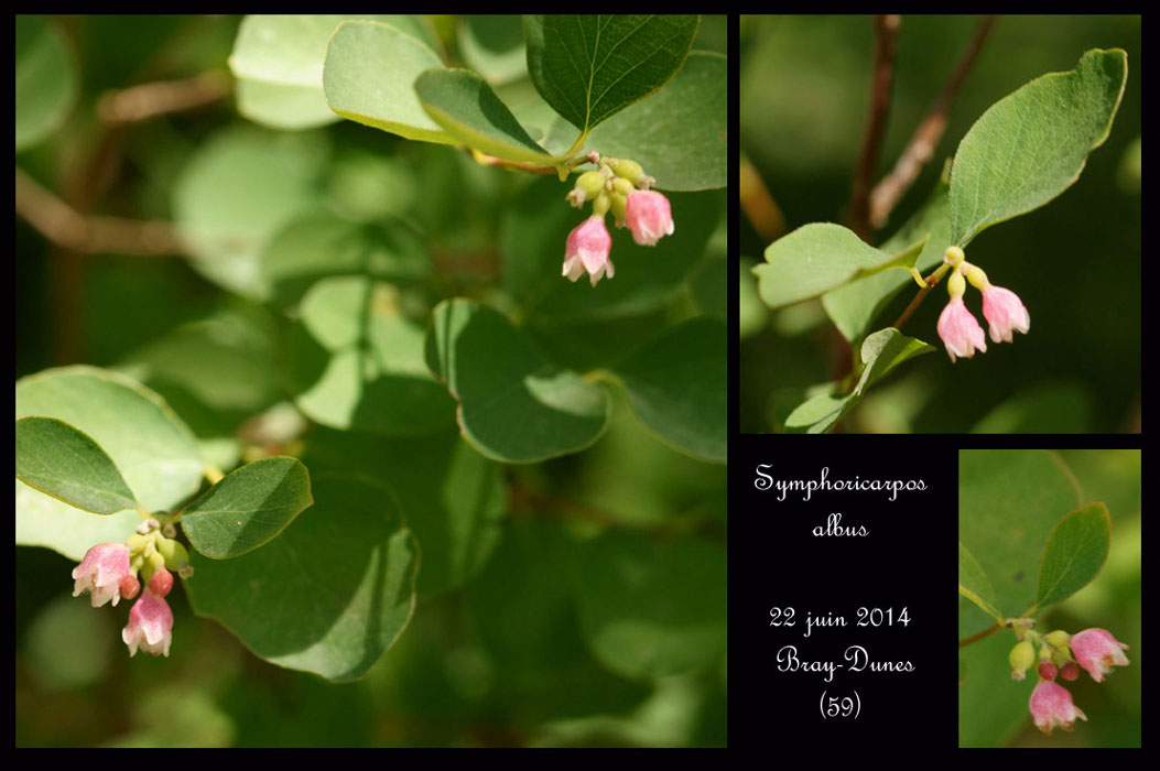 Symphoricarpos-albus14