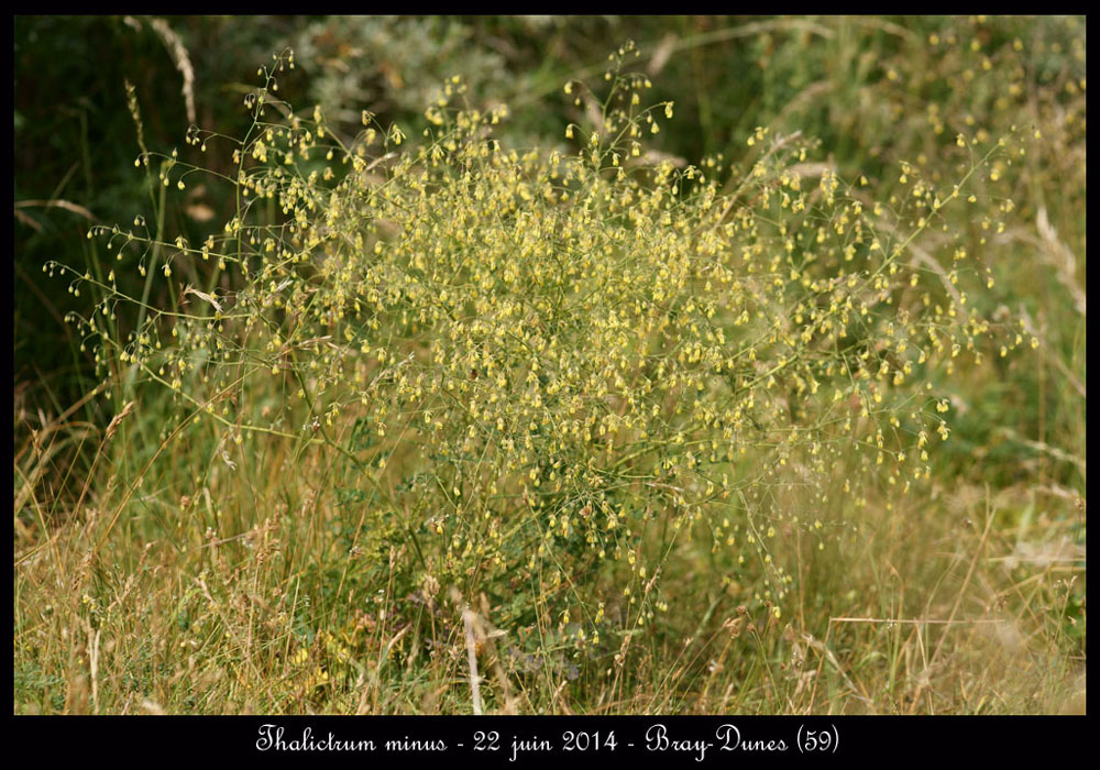 Thalictrum-minus3