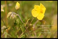 Helianthemum-nummularium-var-obscurum2