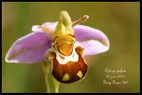 Ophrys-apifera3