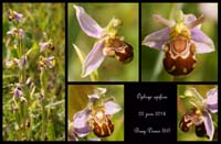 Ophrys-apifera4