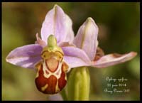 Ophrys-apifera5