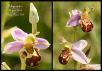 Ophrys-apifera6