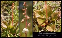 Pyrola-rotundifolia-var-arenaria14