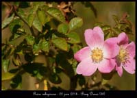 Rosa-rubiginosa2