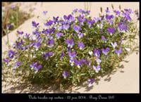 Viola-tricolor-ssp-curtisii