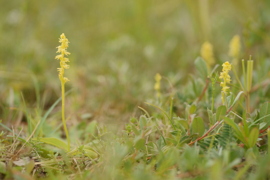 Herminium monorchis Bray-Dunes 120611 (51)