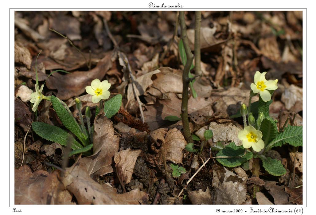 Primula acaulis4