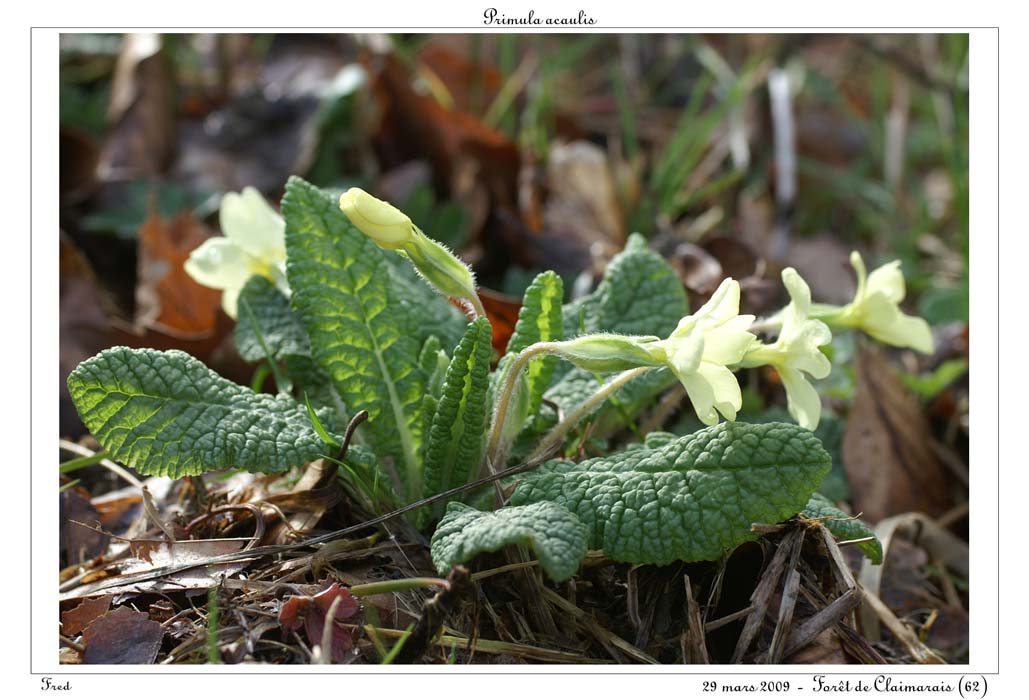 Primula acaulis7