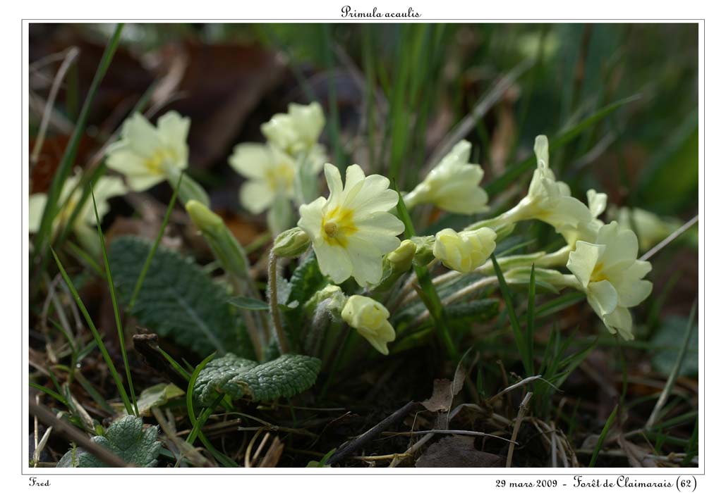 Primula acaulis8