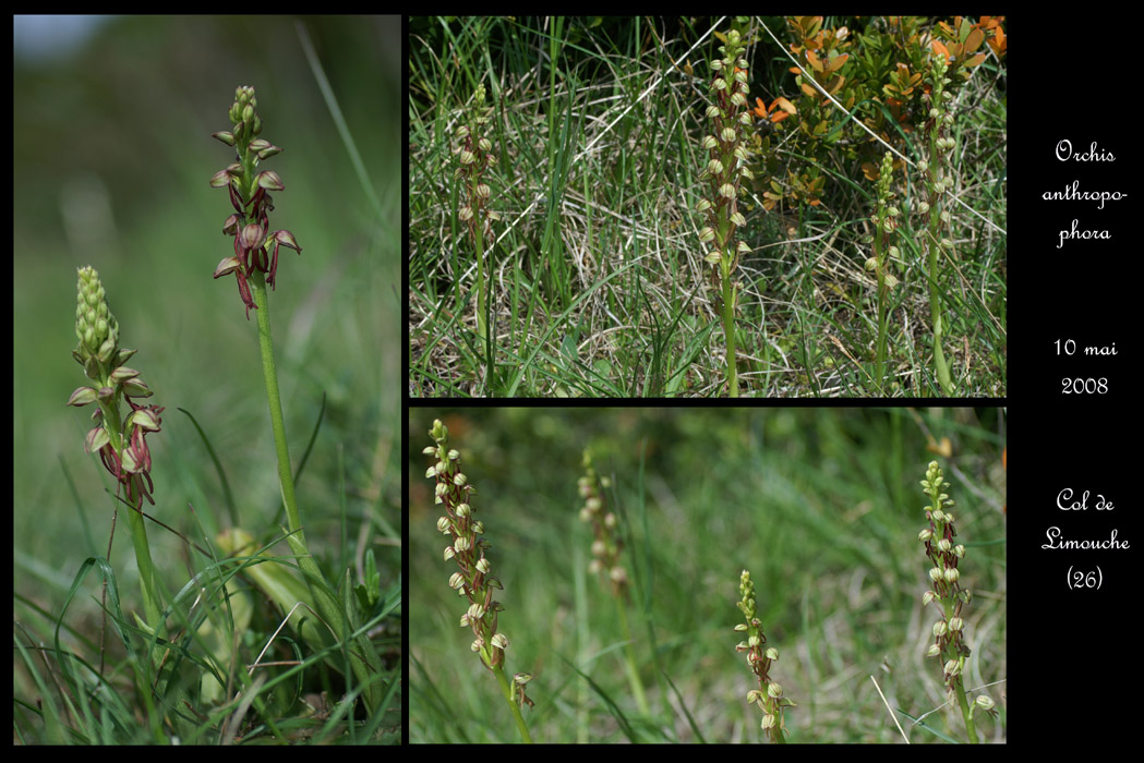 Orchis anthropophora