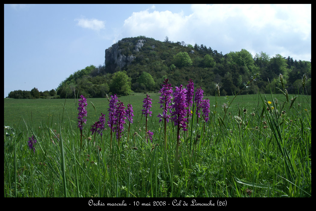 Orchis mascula