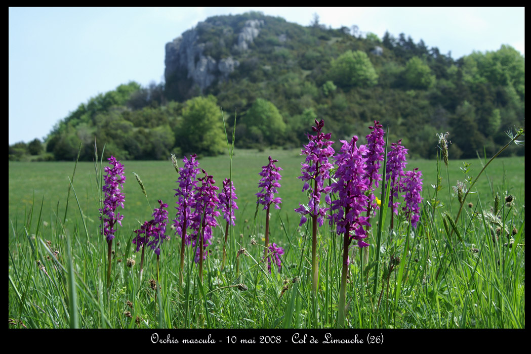 Orchis mascula2