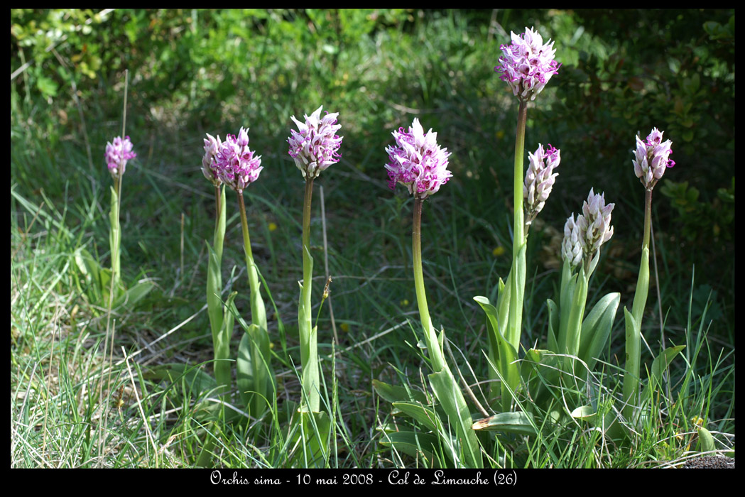 Orchis simia