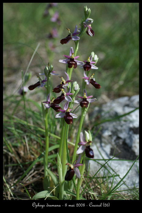Ophrys drumana19