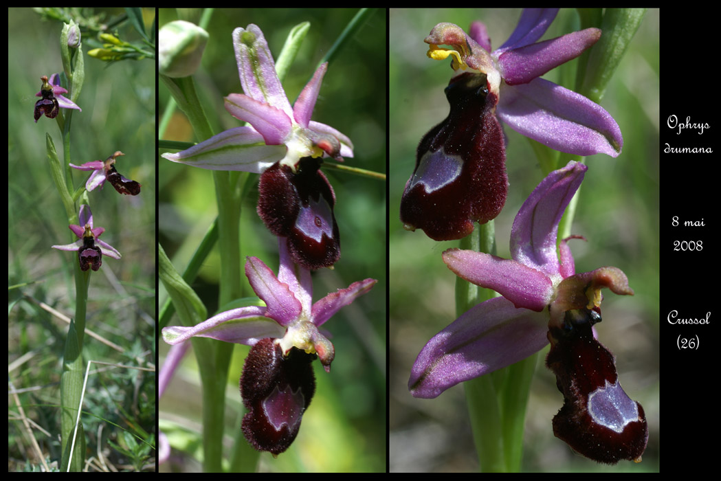 Ophrys drumana4