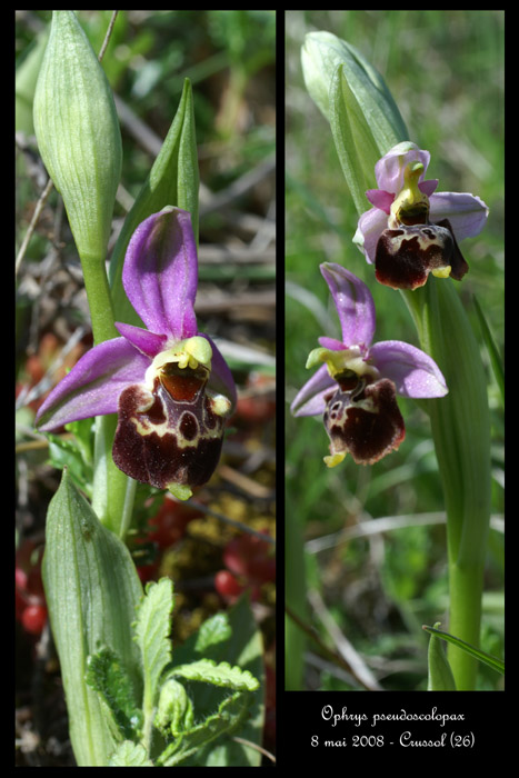 Ophrys pseudoscolopax3