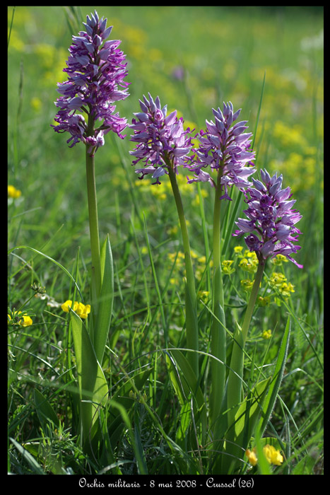 Orchis militaris