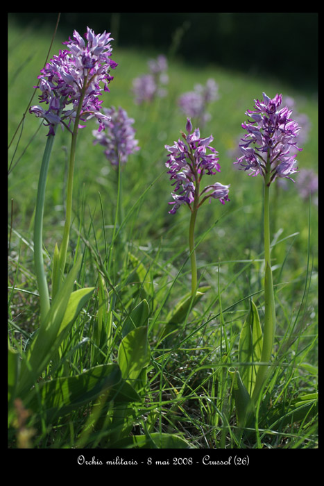 Orchis militaris3