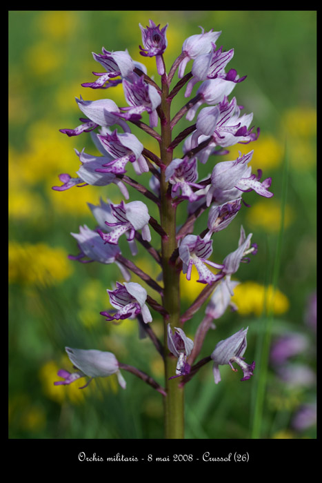 Orchis militaris4