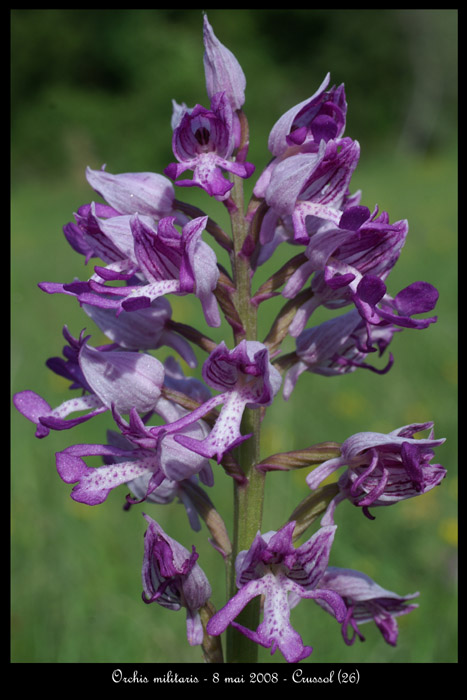 Orchis militaris7