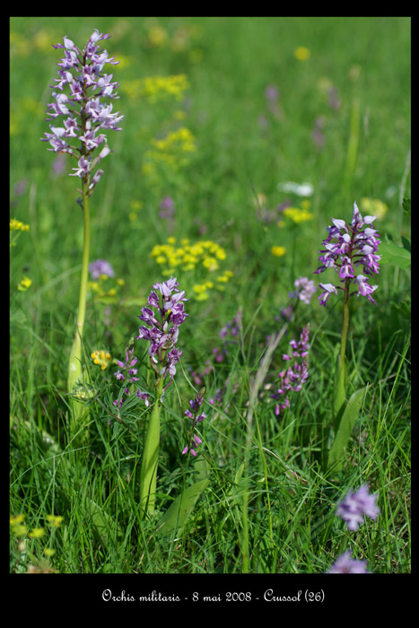 Orchis militaris8