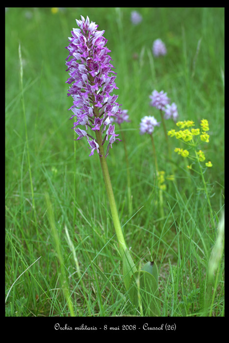 Orchis militaris9