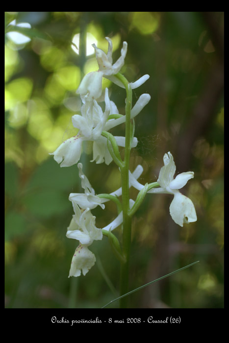 Orchis provincialis2