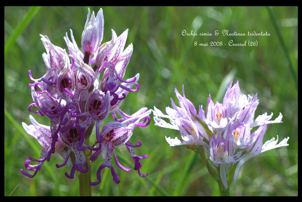 Orchis simia & Neotinea tridentata