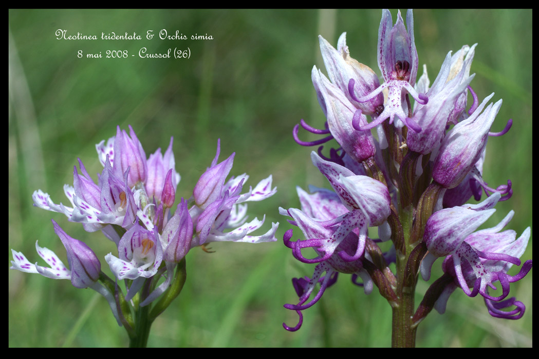 Orchis simia & Neotinea tridentata2