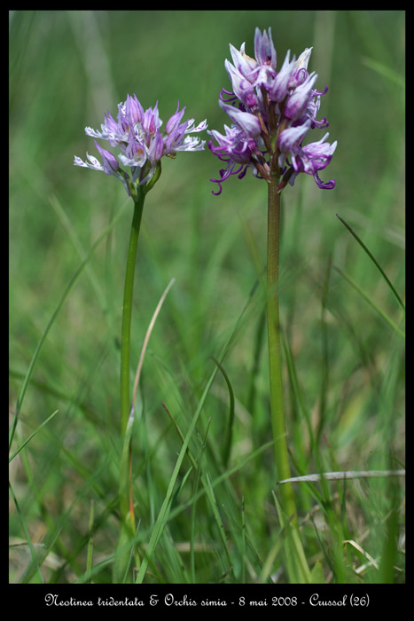 Orchis simia & Neotinea tridentata3