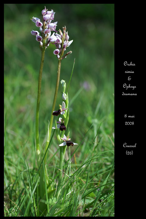 Orchis simia & Ophrys drumana2