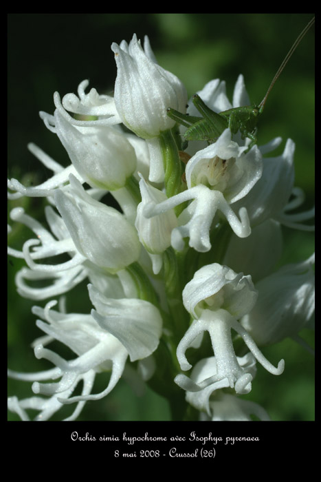 Orchis simia hypochrome