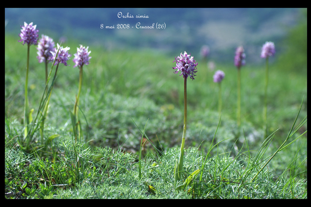 Orchis simia