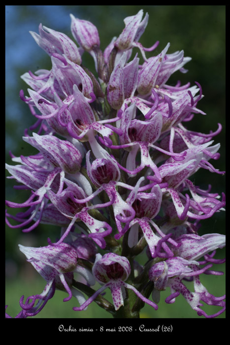 Orchis simia3