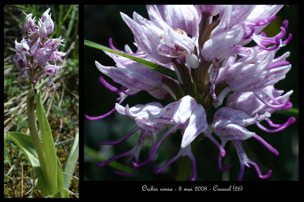 Orchis simia4