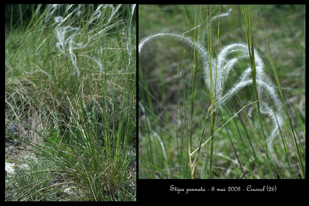 Stipa pennata