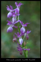 Orchis mascula x provincialis2