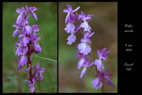 Orchis mascula