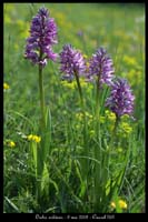 Orchis militaris