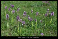 Orchis militaris2