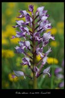 Orchis militaris4