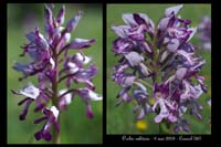 Orchis militaris5