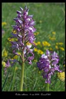 Orchis militaris6