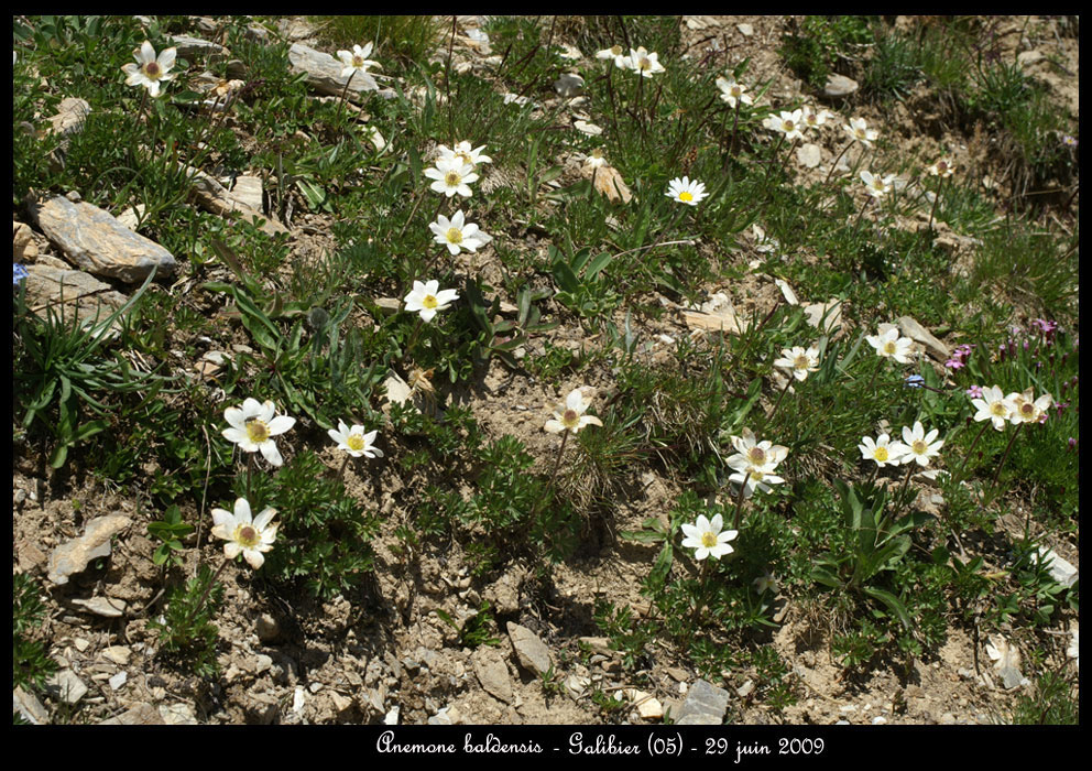 Anemone-baldensis