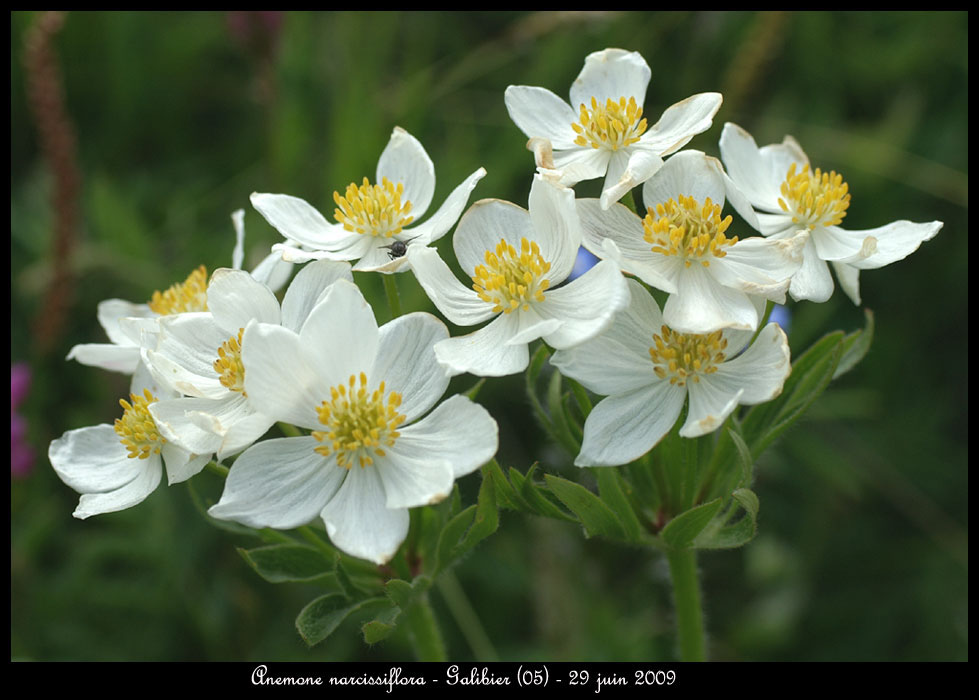 Anemone-narcissiflora