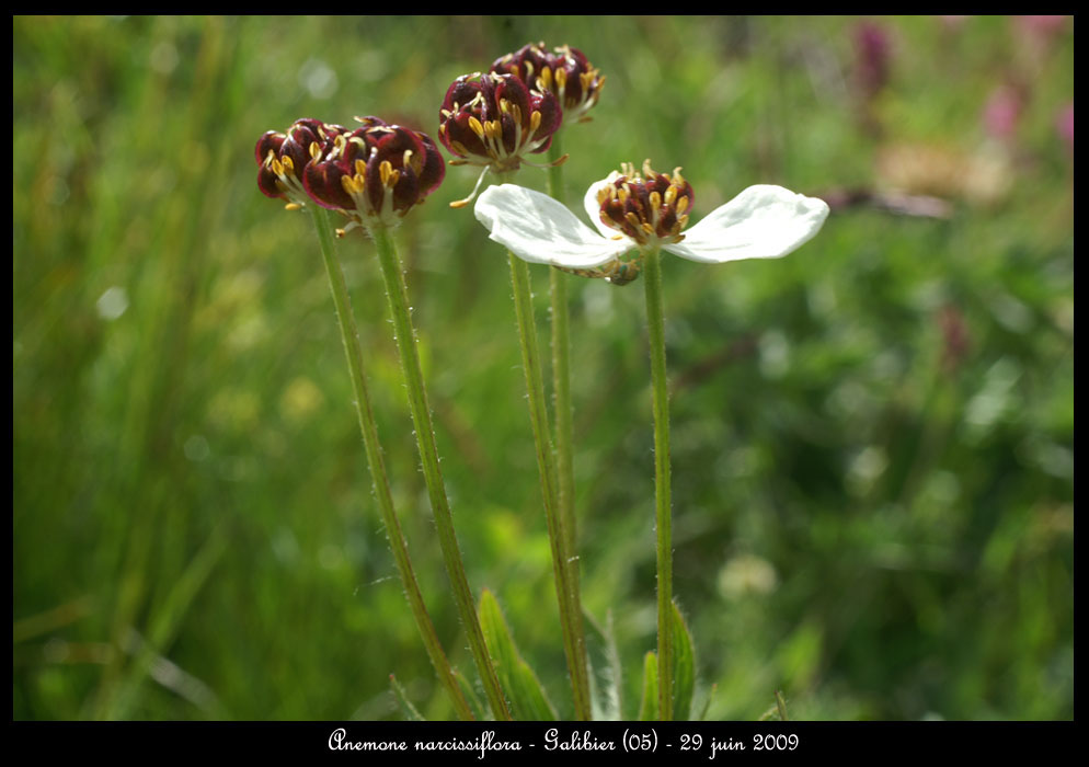 Anemone-narcissiflora2