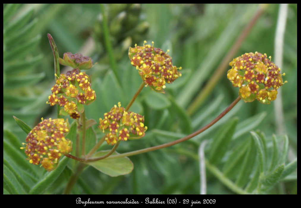 Bupleurum-ranunculoides