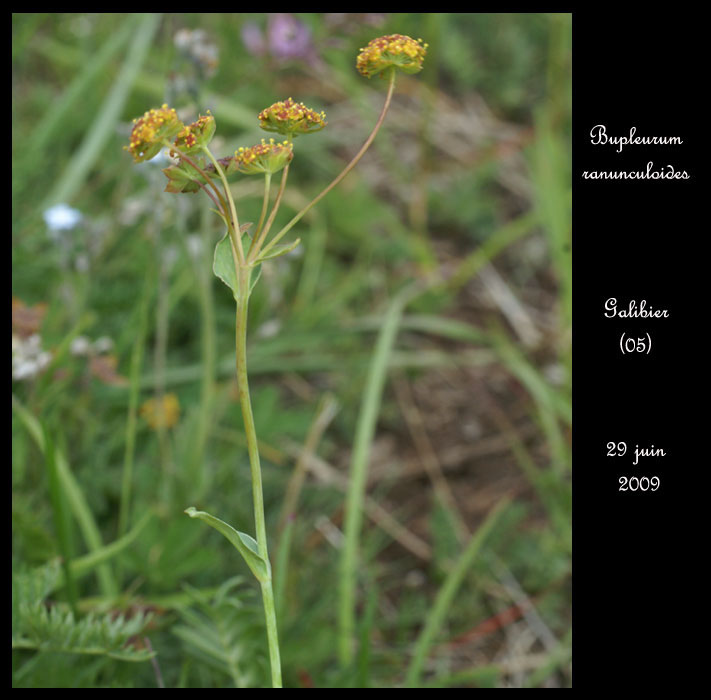 Bupleurum-ranunculoides3