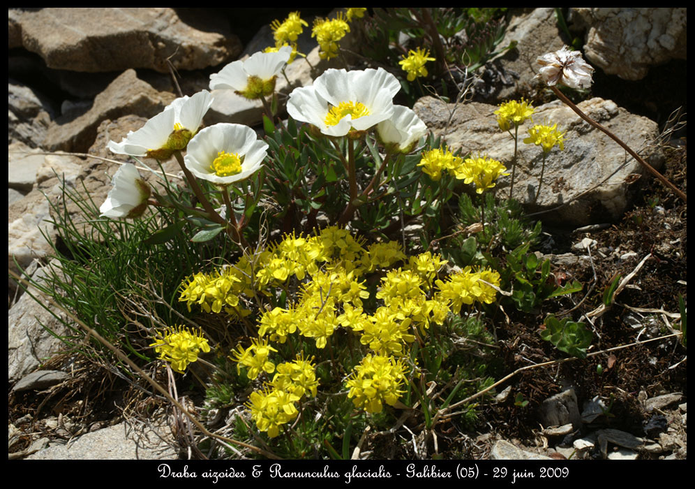 Draba-aizoides-&-ranunculus